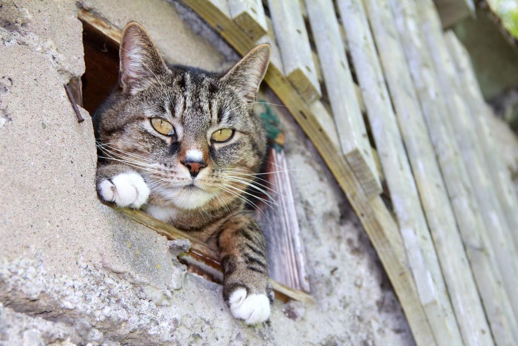 Ferienwohnung Birkenhof Volkesfeld エクステリア 写真